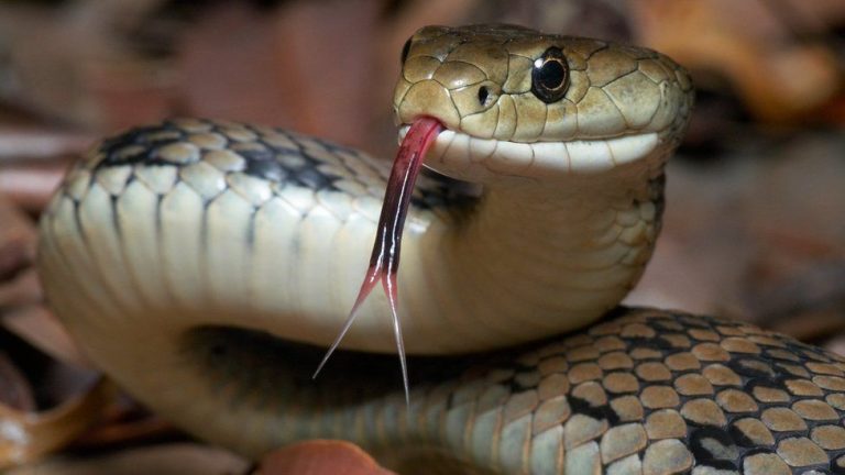 99+ Best Snake Tattoo Designs And Meanings - Hero Tattoo