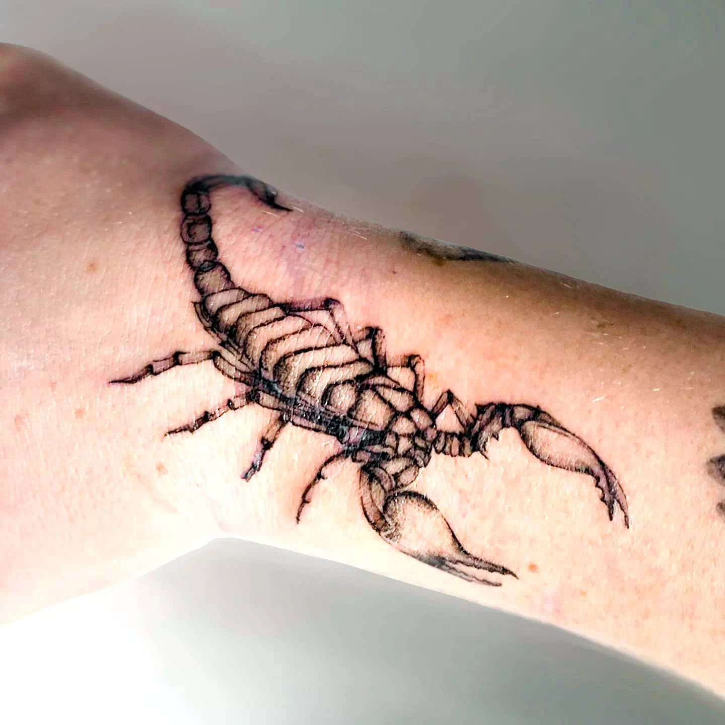 Detailed Forearm Scorpion Tattoo Traditional 3